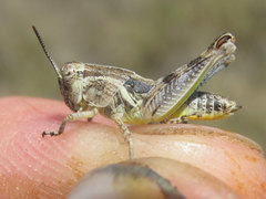 Melanoplus discolor