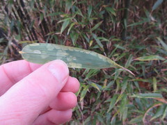 Stigmaeopsis celarius