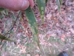 Stigmaeopsis celarius