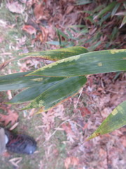 Stigmaeopsis celarius