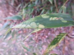 Stigmaeopsis celarius