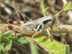Melanoplus discolor