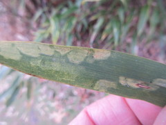 Stigmaeopsis celarius