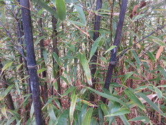 Stigmaeopsis celarius