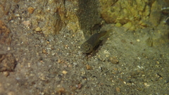 Oreonectes platycephalus