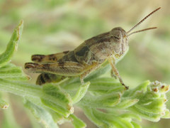 Melanoplus discolor