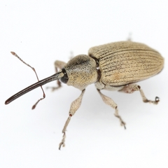 Desmoris
