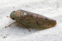 Ponana quadralaba