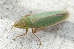 Draeculacephala antica