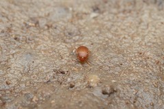 Leptinus testaceus