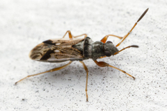 Pseudopachybrachius