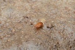 Leptinus testaceus
