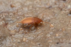 Leptinus testaceus
