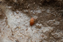 Leptinus testaceus