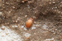 Leptinus testaceus