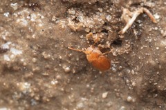 Leptinus testaceus