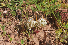 Allium brandegeei