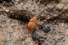 Leptinus testaceus