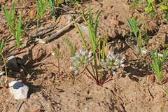 Allium brandegeei