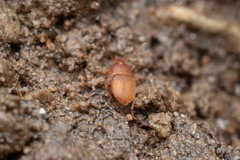 Leptinus testaceus