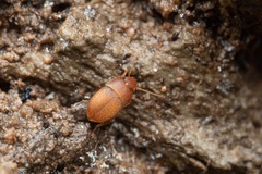 Leptinus testaceus
