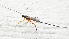 Macrocentrus aegeriae