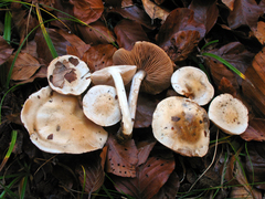 Hebeloma pseudofragilipes