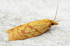 Sparganothis sulfureana