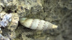 Papillifera papillaris