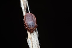 Haemaphysalis punctata