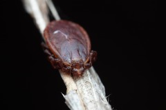 Haemaphysalis punctata