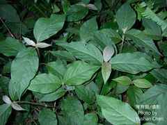 Achyranthes japonica