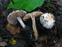 Hebeloma pseudofragilipes