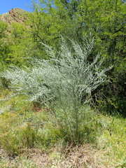 Amphithalea parvifolia