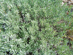 Artemisia arbuscula