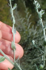 Amphithalea parvifolia