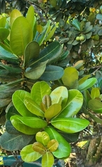 Calophyllaceae