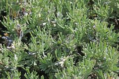 Artemisia arbuscula