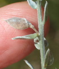 Amphithalea parvifolia