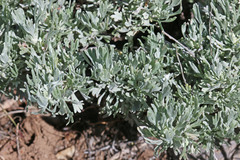 Artemisia arbuscula