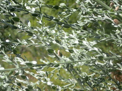 Amphithalea parvifolia