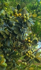 Calophyllaceae