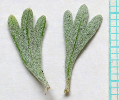 Artemisia arbuscula