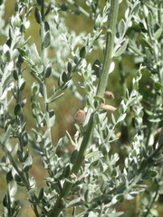 Amphithalea parvifolia