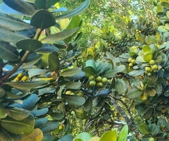 Calophyllaceae