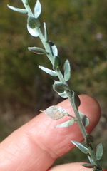 Amphithalea parvifolia