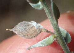 Amphithalea parvifolia