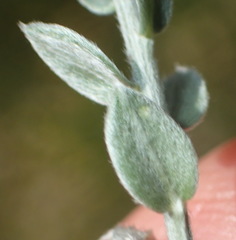 Amphithalea parvifolia