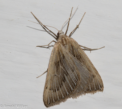 Myinodes interpunctaria