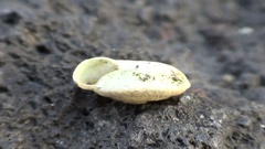 Caracollina lenticula